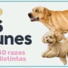 Pantonera Perros Mas Comunes En Chile