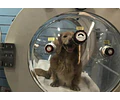 CAMARA HIPERBARICA PET ANIMALES MASCOTAS
