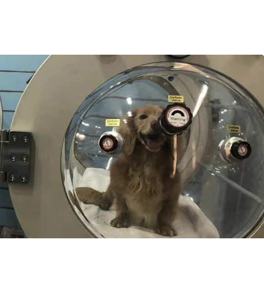 CAMARA HIPERBARICA PET ANIMALES MASCOTAS