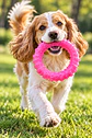 Argolla Mordedora con Textura para Perros – Rosado 🐶 - Miniatura 2