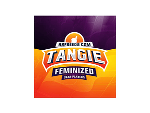 Tangie Feminizada BSF Seeds (x2 - x4 - x7 - x12)
