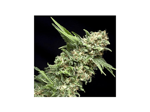 Alpujarreña Feminizada Pyramid Seeds (x3+1)