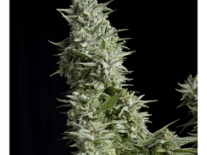 Alpujarreña Automática Pyramid Seeds (x3+1)