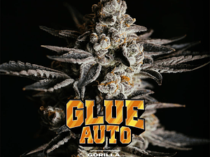 Gorilla Glue Automática BSF Seeds (x2)