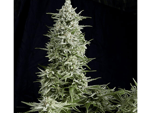 Amnesia Gold Feminizada Pyramid Seeds (x3+1)