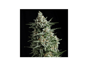 Anesthesia Feminizada Pyramid Seeds (x3+1)