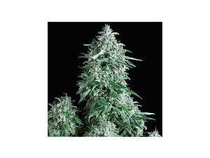 Anubis Feminizada Pyramid Seeds (x3+1)