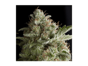 American Pie Automática Pyramid Seeds (x3+1)