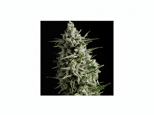 Anesthesia Automática Pyramid Seeds (x3+1)