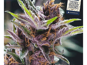 Black Cherry Punch Automática Pyramid Seed (x3+1)