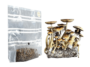 Kit Cultivo Hongos McKennaII San Isidro (500cc)