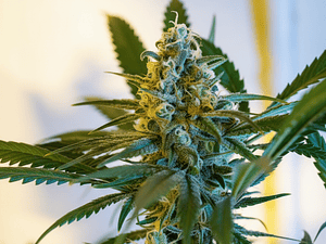 La Fanta CBD Automática Light Buds (x4 - x7 - x12)