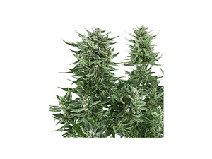 Easy Bud Automática Royal Queen Seeds (x3)
