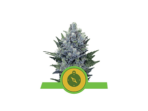 Northern Light Automática Royal Queen Seeds (x10)