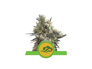 Royal Bluematic Automática Royal Queen Seeds (x3 - x10)