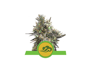 Royal Bluematic Automática Royal Queen Seeds (x3 - x10)