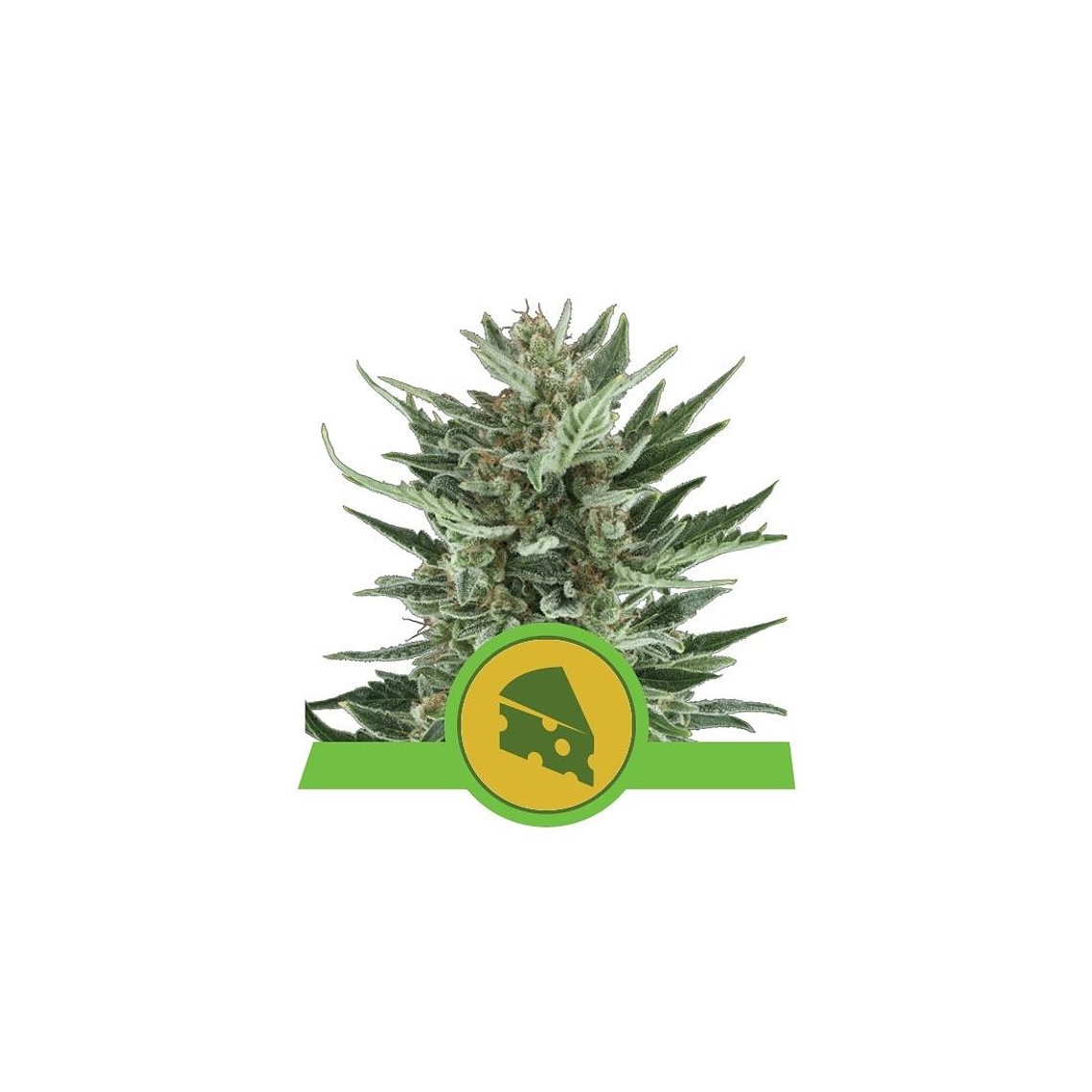 Royal Cheese Automática Royal Queen Seeds (x10) 1