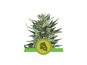 Royal Cheese Automática Royal Queen Seeds (x10)