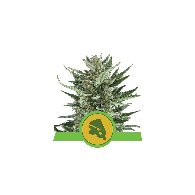 Royal Cheese Automática Royal Queen Seeds (x10) 1