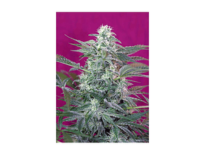 Big Foot Feminizada Sweet Seeds (x3+1)