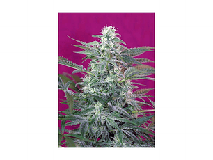 Big Foot Feminizada Sweet Seeds (x3+1)