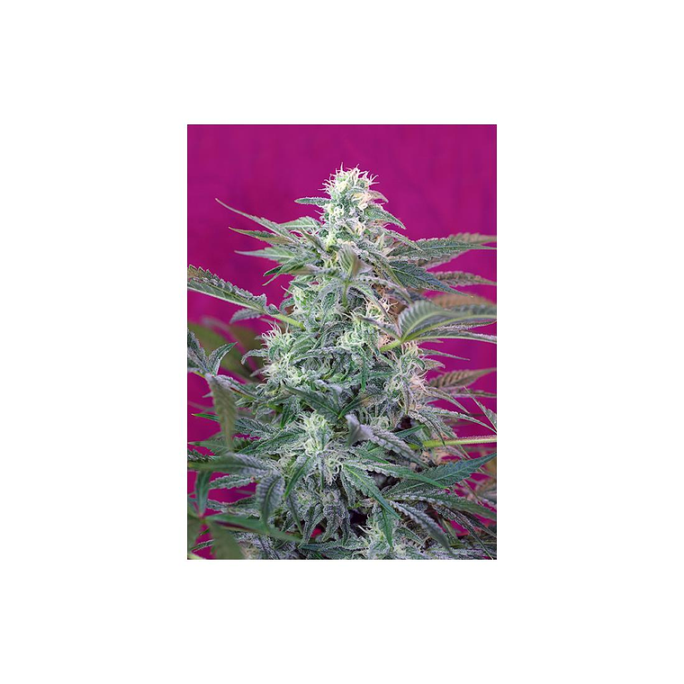 Big Foot Feminizada Sweet Seeds (x3+1) 1