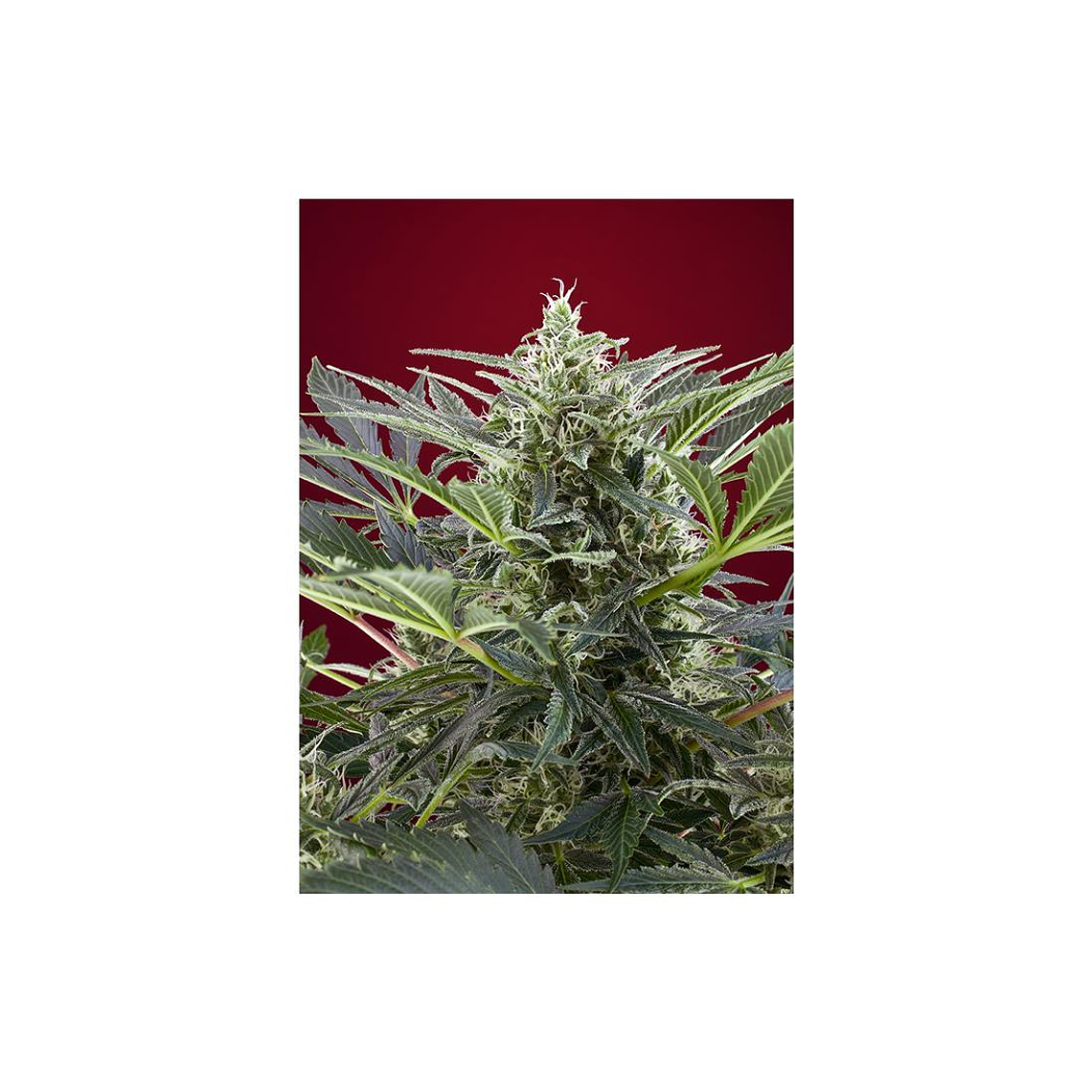 Cream 47 Feminizada Sweet Seeds (x3+1) 1