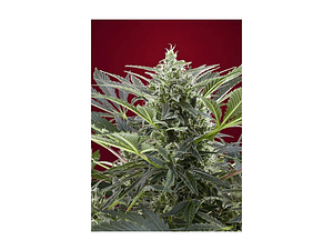 Cream 47 Feminizada Sweet Seeds (x3+1)