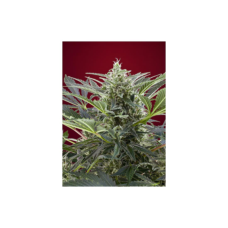 Cream 47 Feminizada Sweet Seeds (x3+1) 1