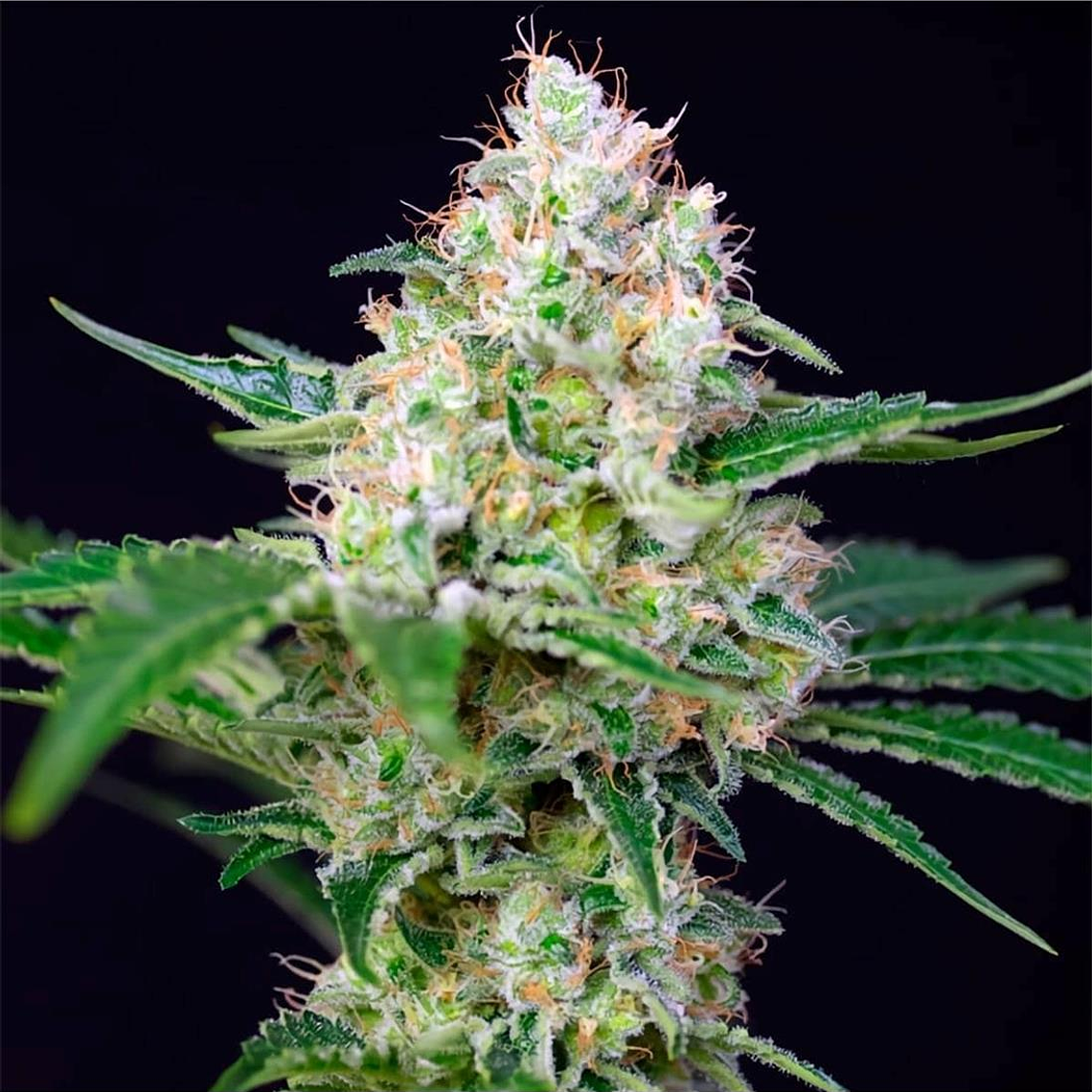 Crystal Candy F1 Fast Feminizada Sweet Seeds (x3+1) 1