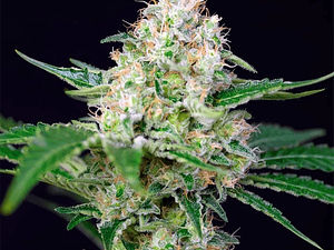 Crystal Candy F1 Fast Feminizada Sweet Seeds (x3+1)