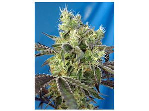 Do Sweet Dos Feminizada Sweet Seeds (x3+1)