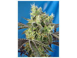 Do Sweet Dos Feminizada Sweet Seeds (x3+1)