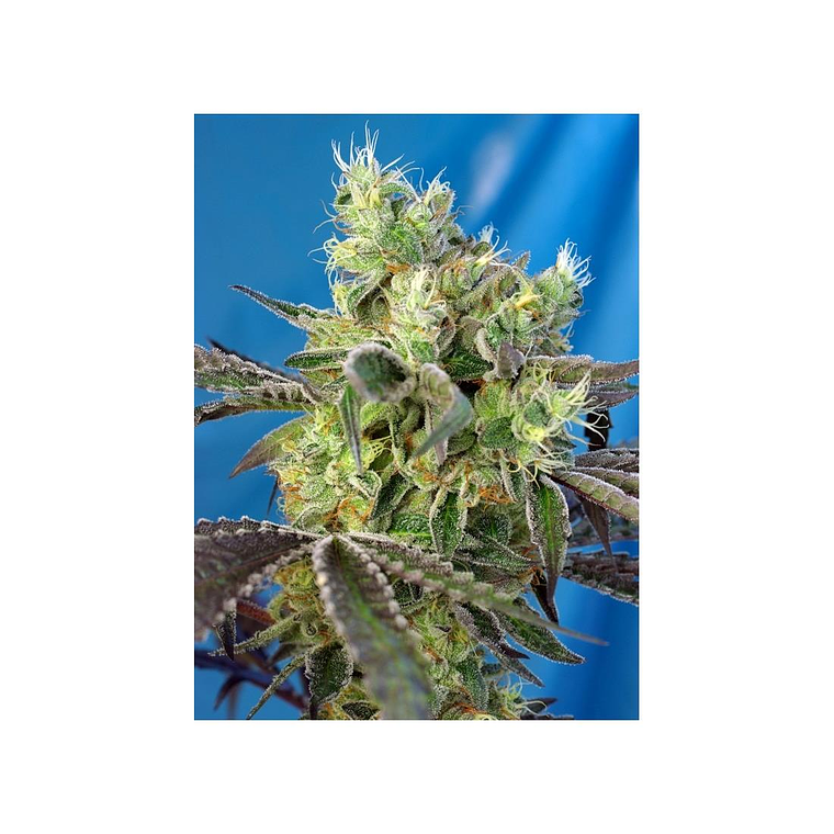 Do Sweet Dos Feminizada Sweet Seeds (x3+1) 1