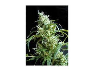 Flash Back 2 Feminizada Sweet Seeds (x3+1)