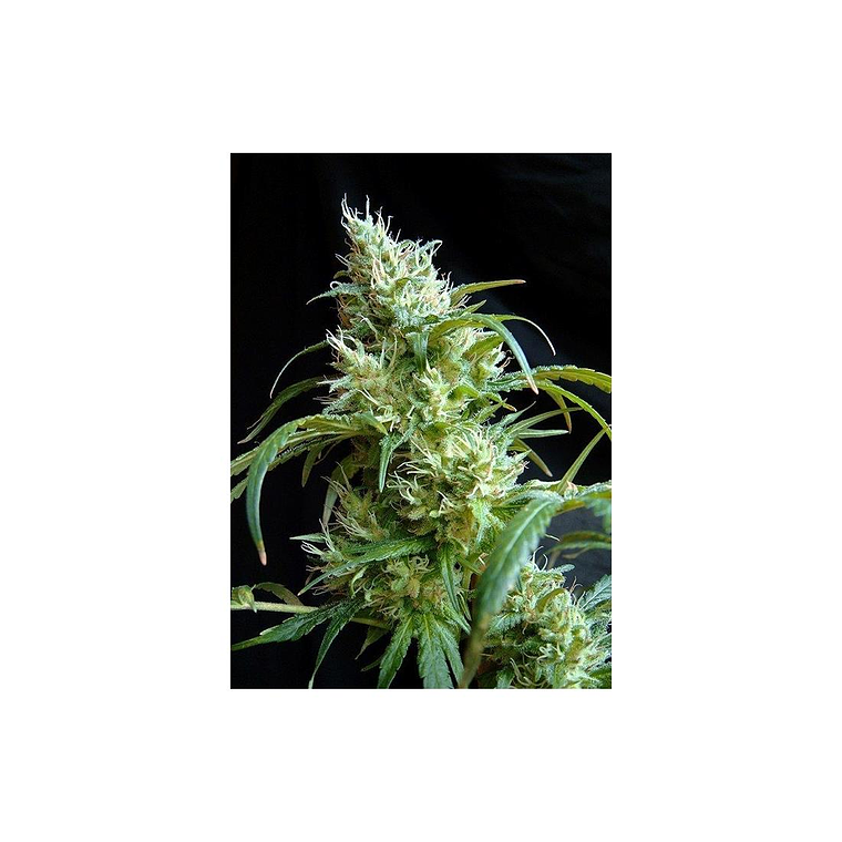 Flash Back 2 Feminizada Sweet Seeds (x3+1) 1