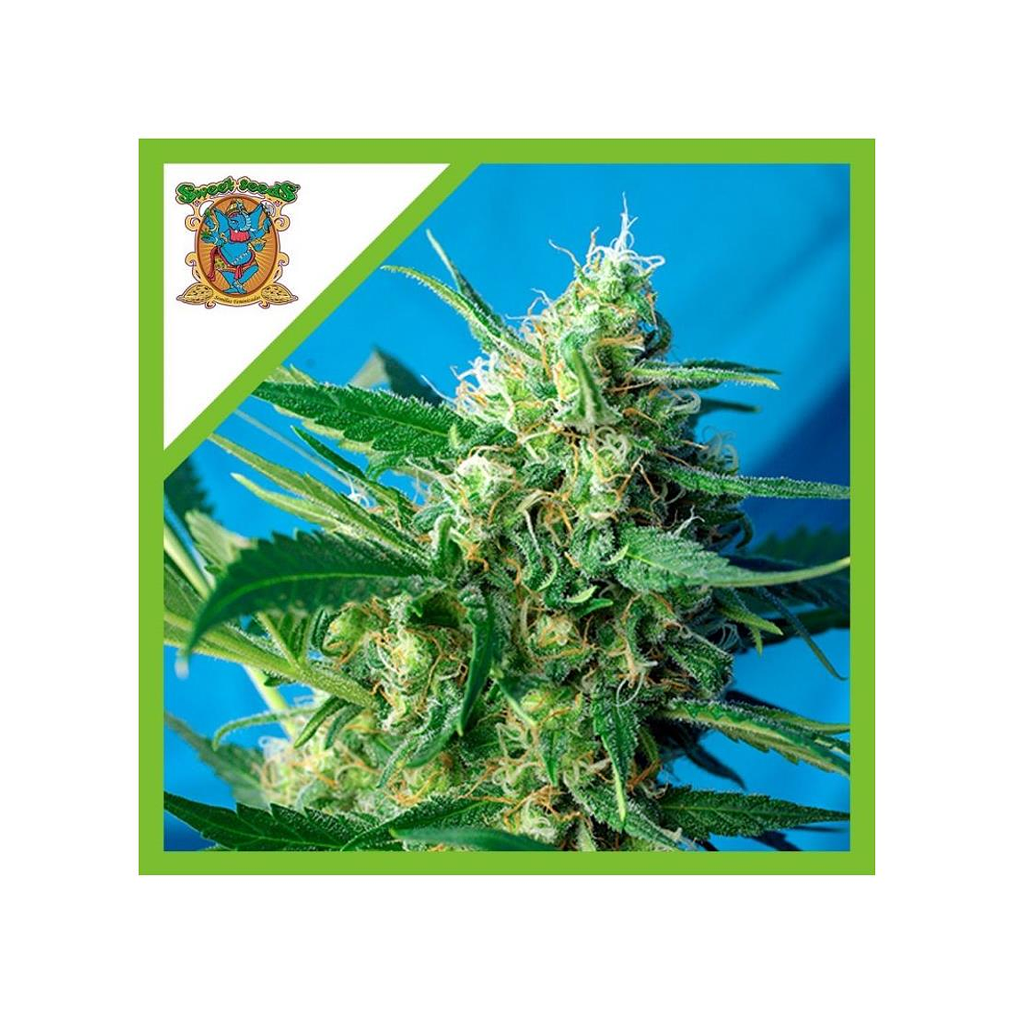 NYC Diesel Feminizada Sweet Seeds (x3+1) 1