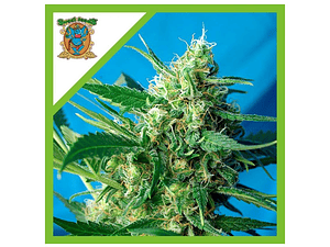 NYC Diesel Feminizada Sweet Seeds (x3+1)