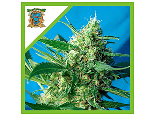 NYC Diesel Feminizada Sweet Seeds (x3+1)