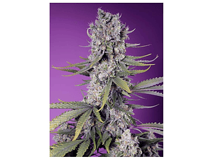 Papaya Zoap F1 Fast Feminizada Sweet Seeds (x3+1)