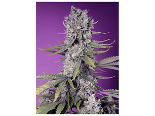 Papaya Zoap F1 Fast Feminizada Sweet Seeds (x3+1)