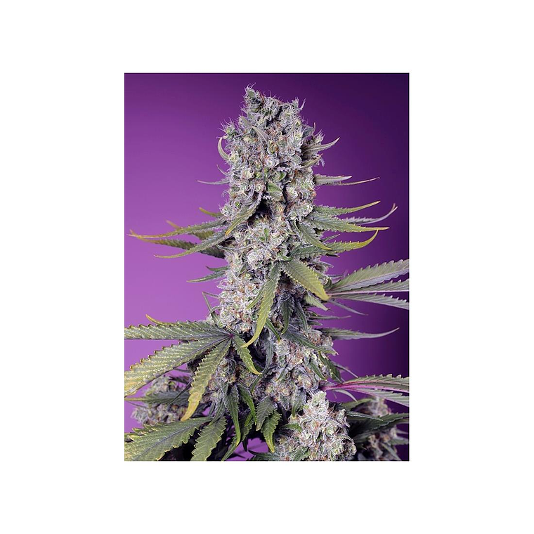 Papaya Zoap F1 Fast Feminizada Sweet Seeds (x3+1) 1