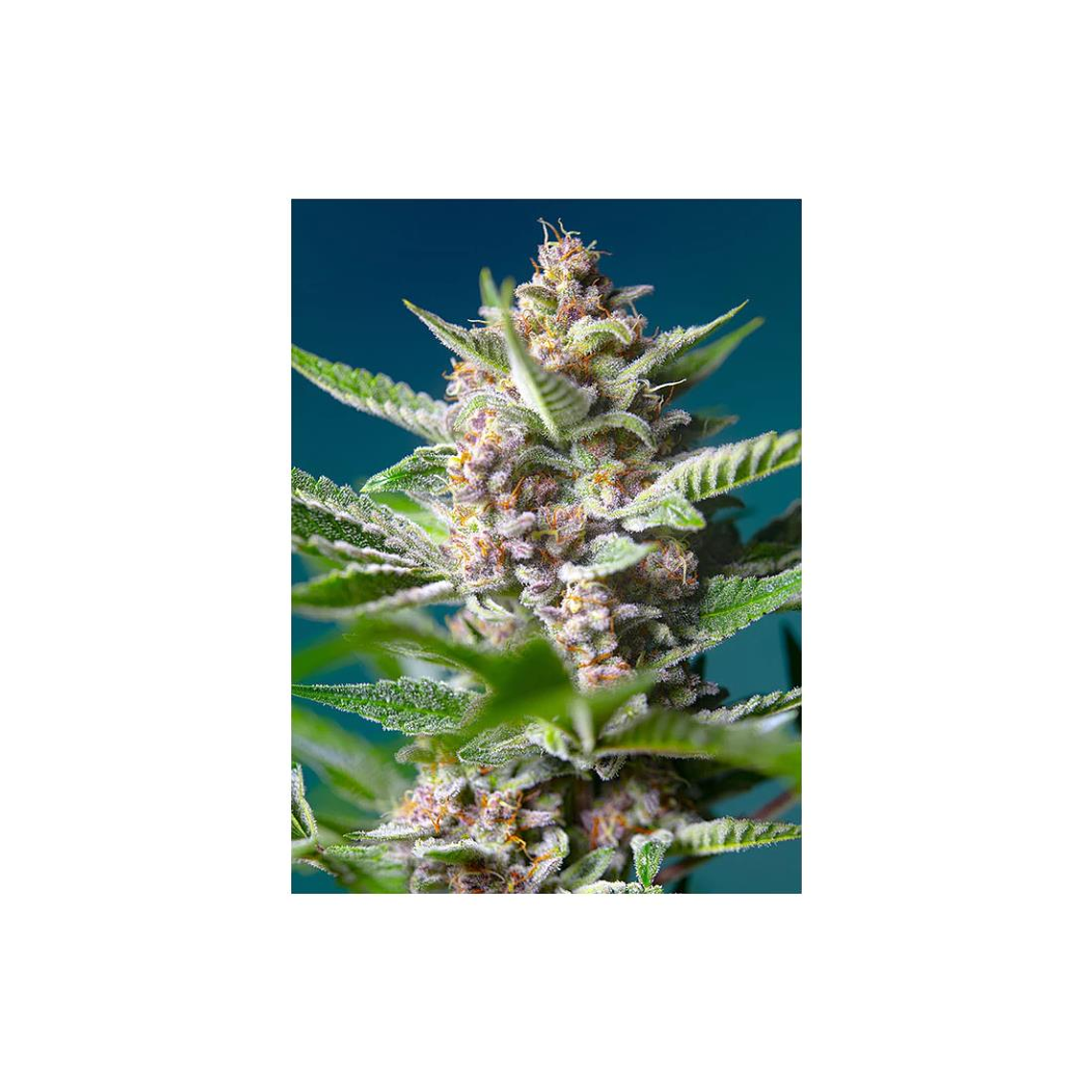 Purple Punch OG Feminizada Sweet Seeds (x3+1) 1