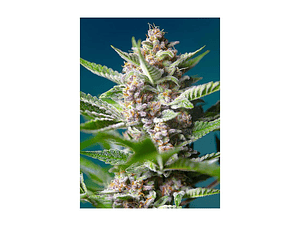 Purple Punch OG Feminizada Sweet Seeds (x3+1)