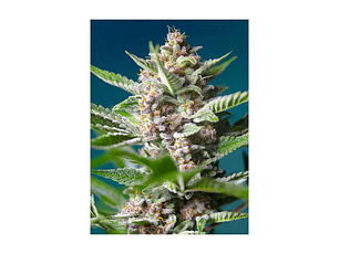 Purple Punch OG Feminizada Sweet Seeds (x3+1)