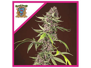 Red Mandarine F1 Fast Feminizada Sweet Seeds (x3+1)