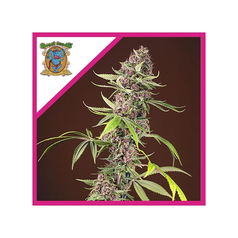 Red Mandarine F1 Fast Feminizada Sweet Seeds (x3+1) 1