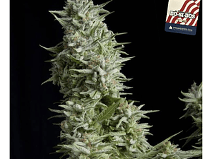 Dos Si Dos Automática Pyramid Seeds (x3+1)