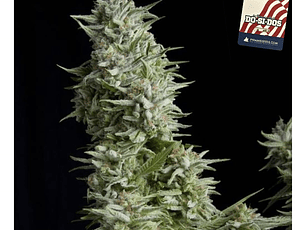 Dos Si Dos Automática Pyramid Seeds (x3+1)