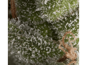 Fresh Candy Automática Pyramid Seeds (x3+1)